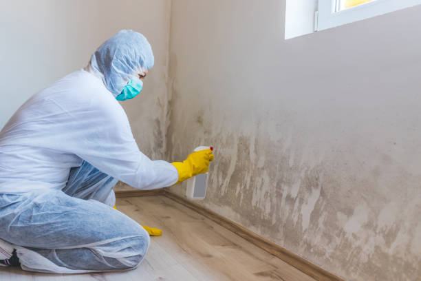 Licensed Basement Mold Remediation service in Mount Airy, GA - Mold Remediation HQ