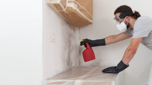 Professional Basement Mold Remediation technician working in Mount Airy, GA