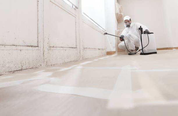 24/7 Emergency Basement Mold Remediation experts in Mount Airy, GA