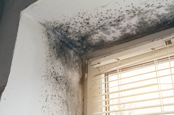 Affordable Basement Mold Remediation solutions in Mount Airy, GA
